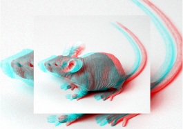 Studio Golnar Katrahmani